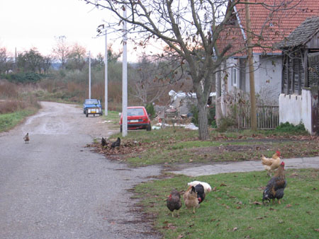 Serbian Chickens