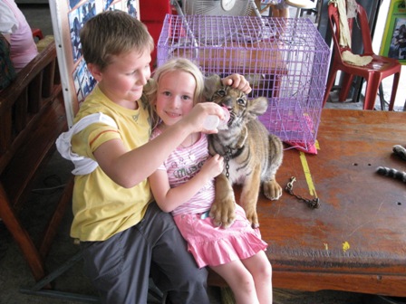 Feeding Tigers