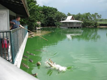 Crocodile feeding